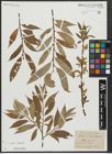 Foto von Salix alba L. x Salix fragilis L.